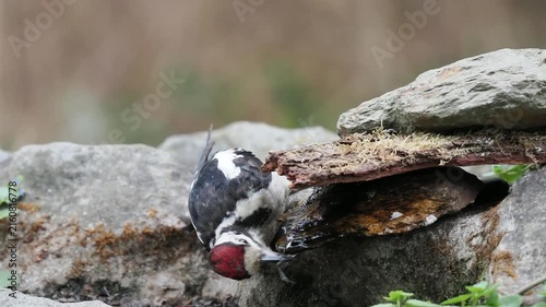Buntspecht trinkt (Dendrocopos major)