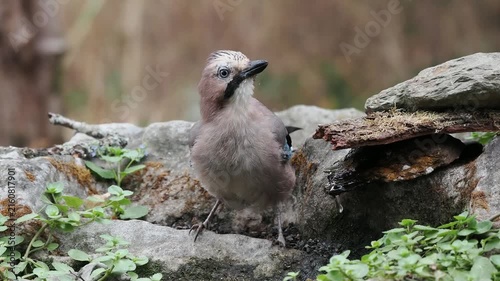 Eichelhäher trinkt (Garrulus glandarius),