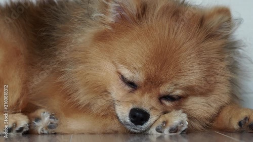 家のリビングで熟睡している可愛いポメラニアンの子犬の姿