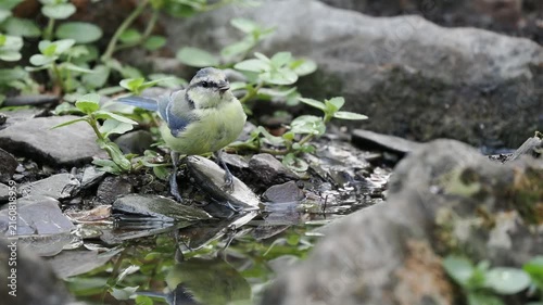 Blaumeise trinkt (Cyanistes caeruleus)