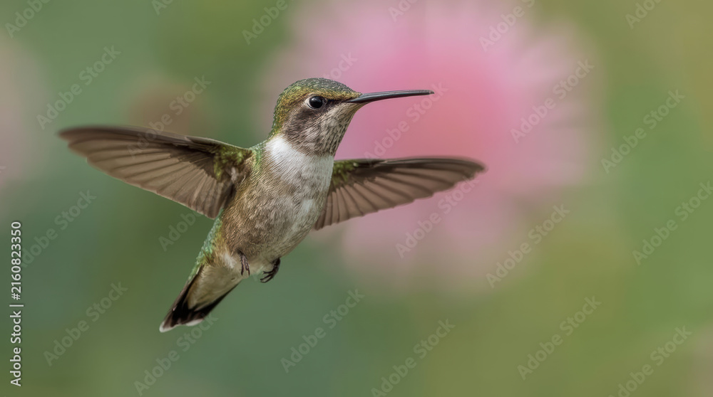 Naklejka premium Hummingbird hovering with spread wings near pink flower