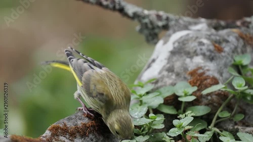 Grünfink trinkt (Chloris chloris)