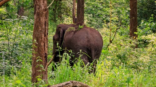 Wild Asian Bull Elephant Walking Away into Forest