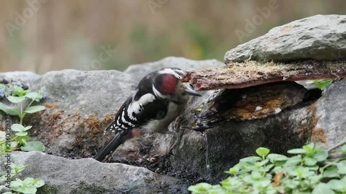 Buntspecht trinkt (Dendrocopos major