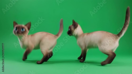 Adorable Siamese kittens playfully running and jumping on a vibrant green screen background