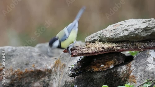 Kohlmeise trinkt (Parus major)