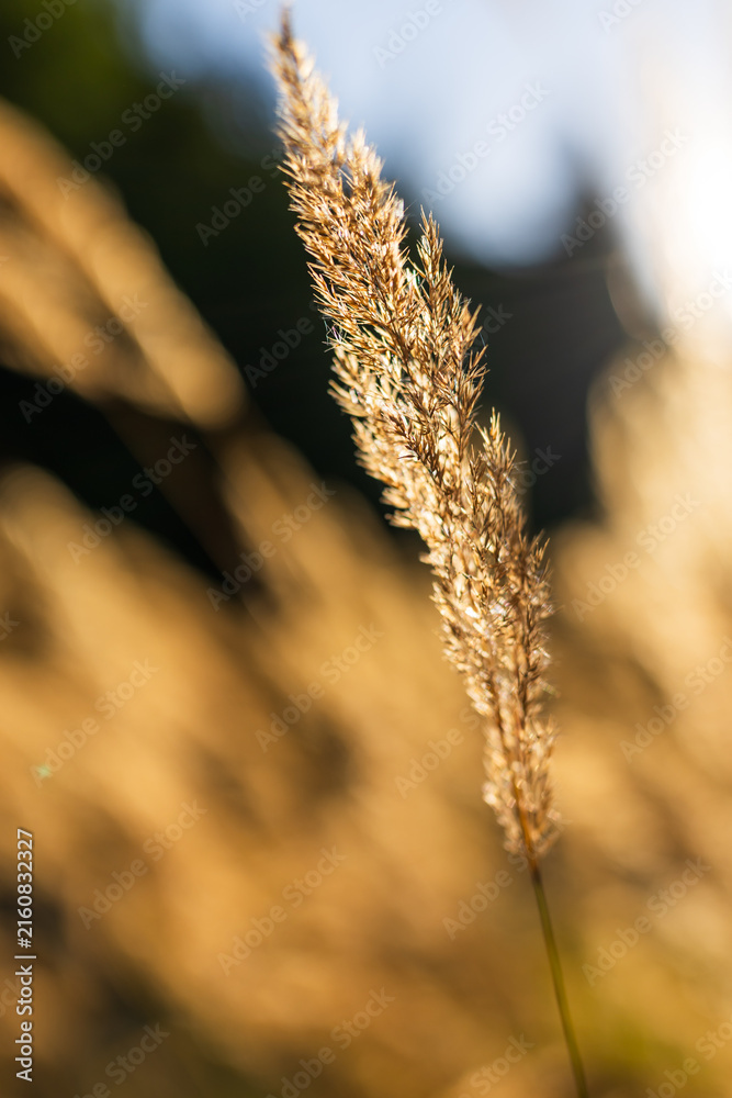 Fototapeta premium Single golden grass seedhead closeup with warm sunlight for nature detail wallpaper and botanical background