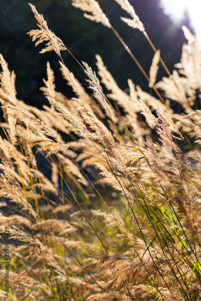Fototapeta premium Close view of tall golden grasses with sunlight backlight for summer background and nature wallpaper design