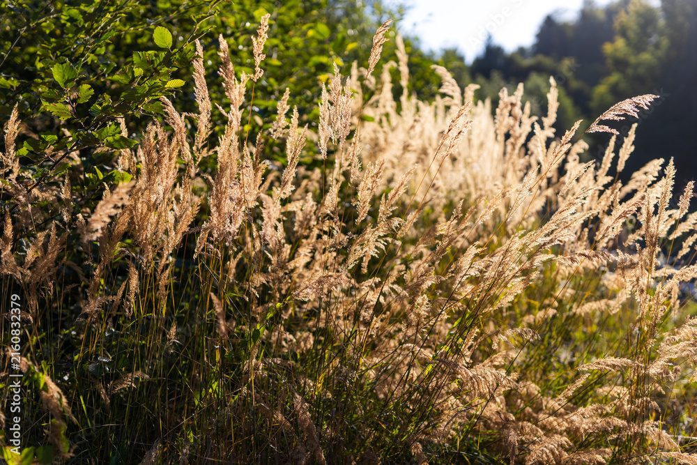 Fototapeta premium Backlit golden meadow grasses in warm sunlight for nature background and outdoor banner design
