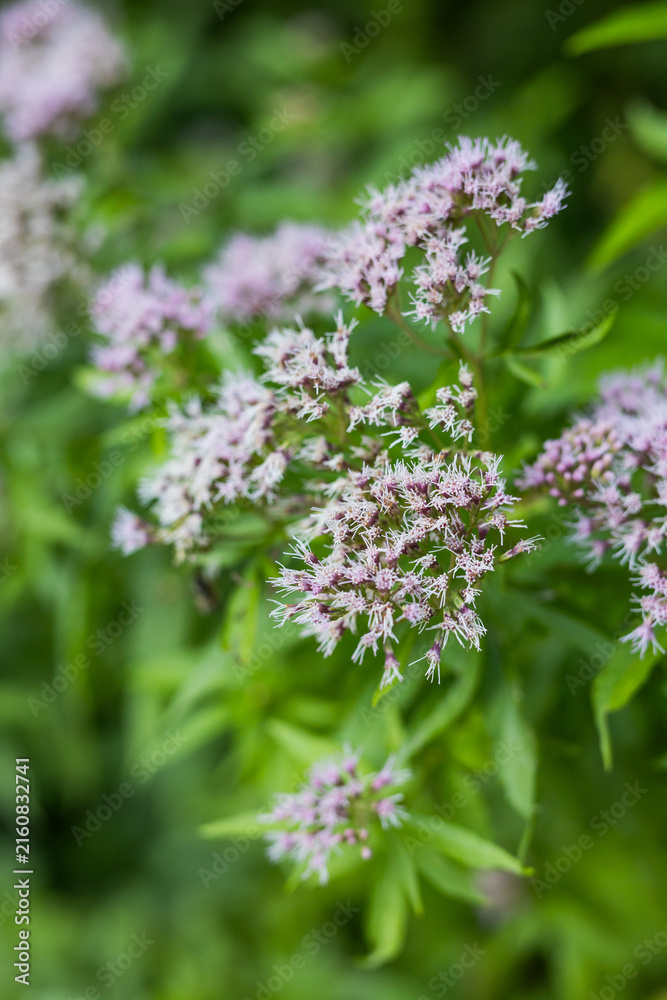 Obraz premium Closeup pink wildflower clusters with green foliage for botanical background and nature poster design