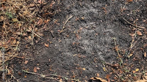 Top view of burned ground with dried plants, grass or leaves. brown. high angle, above, flat lay. brown. copy space, empty, free, negative, text, design. black. dry. land. environment. detail. natural