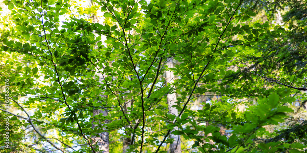 Fototapeta premium Green tree canopy leaves close-up with sunlight filtering through foliage for natural background and wallpaper use