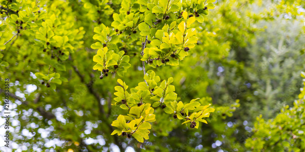 Fototapeta premium Panoramic branch of bright chartreuse leaves with seed pods for wide landscape background and wallpaper