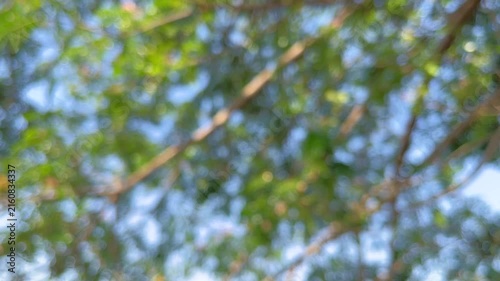 Blurred of tree with clear blue sky. green leaves, leaf. plant. environment. blur, blurry, bokeh, defocused. sunlight, sunshine, bright. morning. background, backgrounds. nature, natural. branches