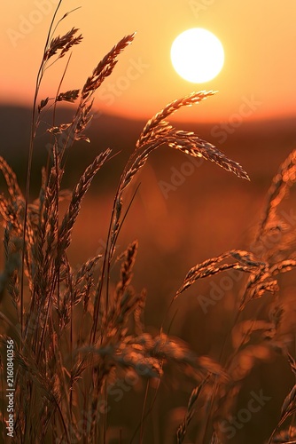 Golden sun setting behind tall grass, casting warm light and shadows