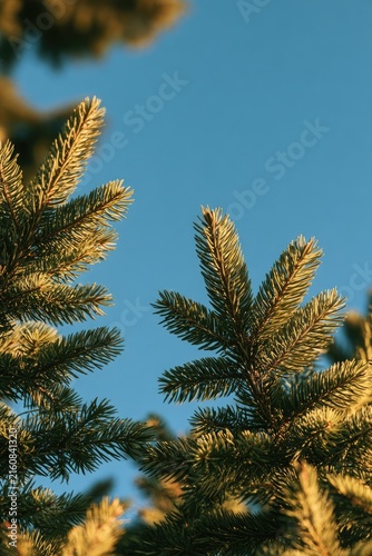 Close-up of evergreen branches against a clear blue sky (1)