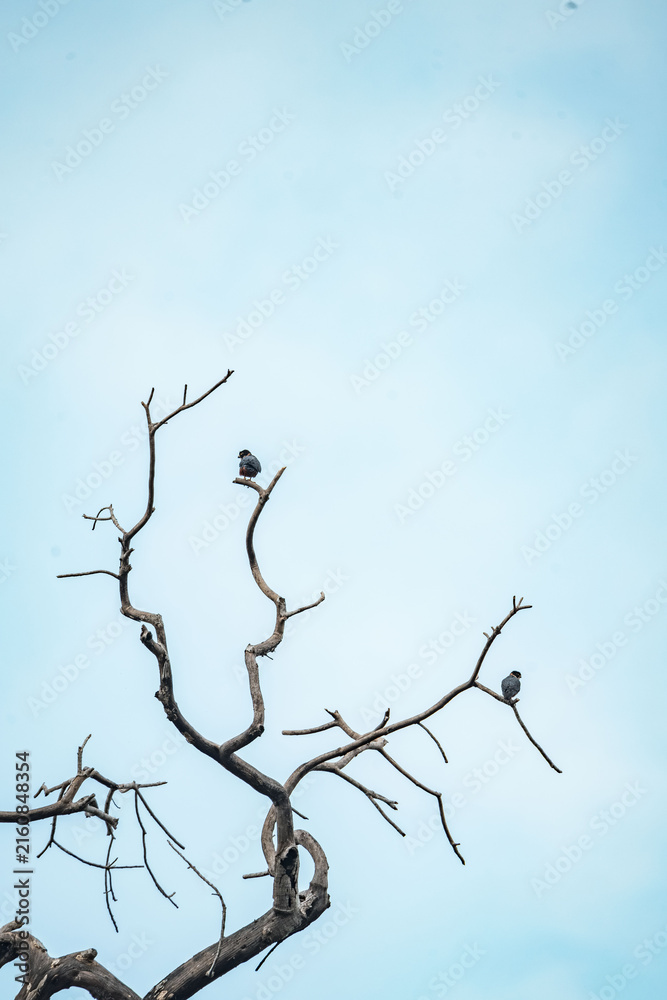 Fototapeta premium Bare twisted tree branches with two small perching birds silhouetted against a pale blue sky, minimal composition