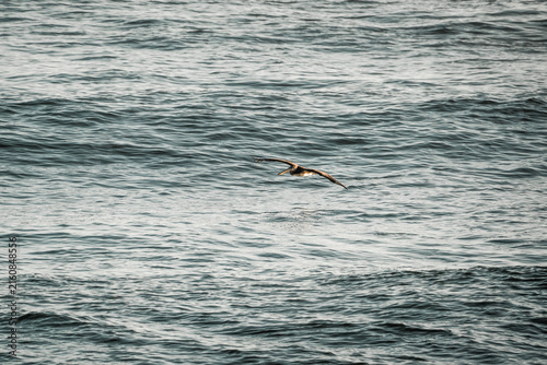 Seabird gliding over choppy open ocean water, solitary bird in flight above gray rippling waves