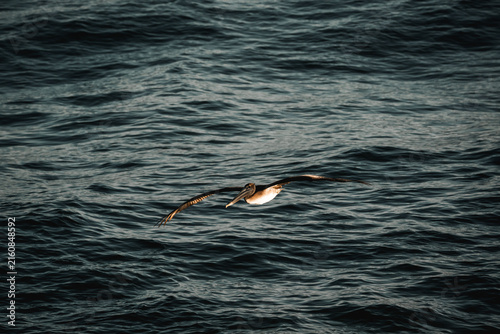 Seagull gliding low over dark rippled open ocean water in moody low light, minimalist wildlife photograph