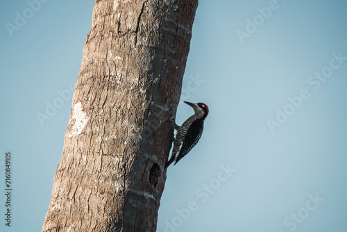 Принти на полотні Woodpecker pecking at a vertical tree trunk with rough bark and a small cavity a