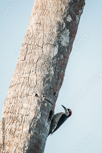 Fotografie Pileated woodpecker climbing a tall tree trunk against pale blue sky — wildlife