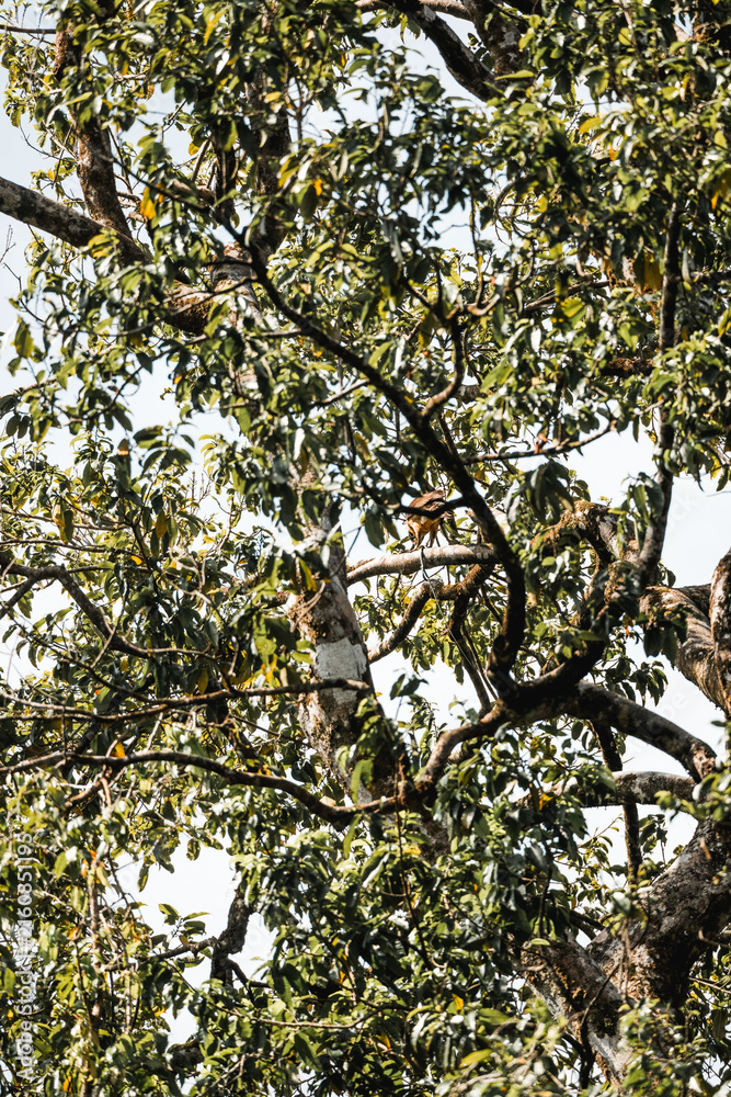 Fototapeta premium Looking up into a leafy tree canopy with textured trunk and sunlit branches against bright sky