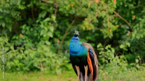 Indian Peafowl Male Standing Against Green Forest