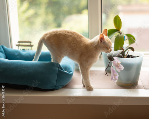 Konstfotografi Cream Burmese kitten sniffing orchid on windowsill in bright room