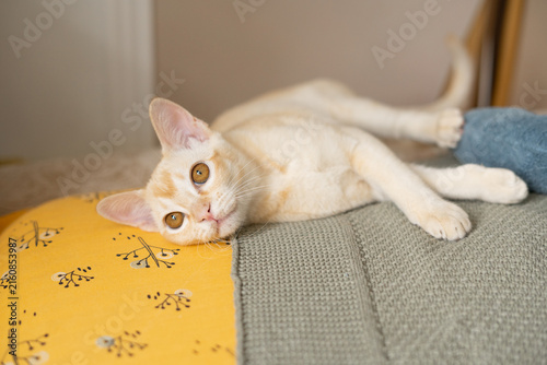 фотографія Cream Burmese kitten resting on a colorful quilt in a cozy home