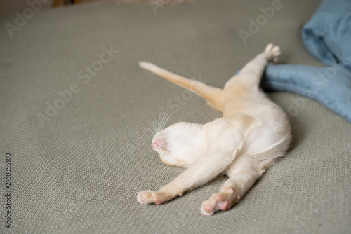 Foto Cream European Burmese kitten stretching relaxed on a soft couch