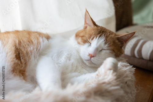 窓辺で眠る可愛い猫　茶トラ白