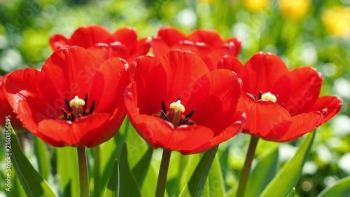 Bright red tulips blooming in a garden, surrounded by lush green foliage and soft natural bokeh, creating a vibrant spring floral scene