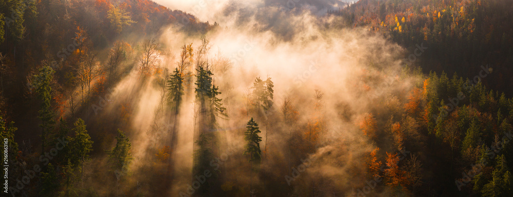 Aerial autumn forest with golden and red treetops in mist