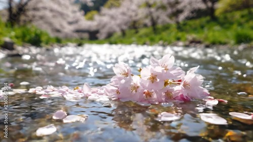 Cherry blossom petals floating on a tranquil stream surrounded by spring foliage, creating a serene and picturesque natural scene