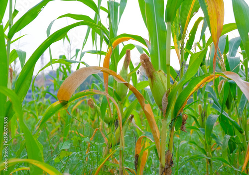 Konstfotografi Cornfield Under Scrutiny: A close-up shot captures the developing ears of corn amidst lush green stalks, some showing signs of yellowing and dehydration, hinting at agricultural challenges