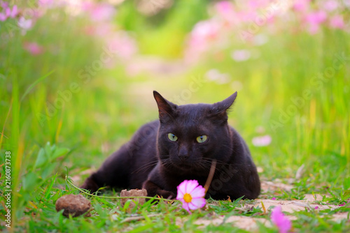 Mysterious Black Cat in Floral Meadow: A sleek black cat with striking green eyes lounges peacefully in a vibrant meadow, surrounded by delicate pink cosmos flowers and lush green grass.