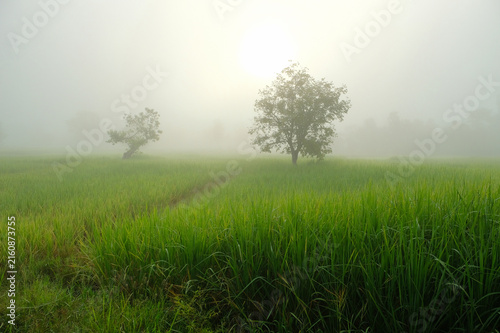 Misty Morning Field: Two solitary trees stand shrouded in a soft, ethereal mist, overlooking a vibrant green field in the quiet dawn light.