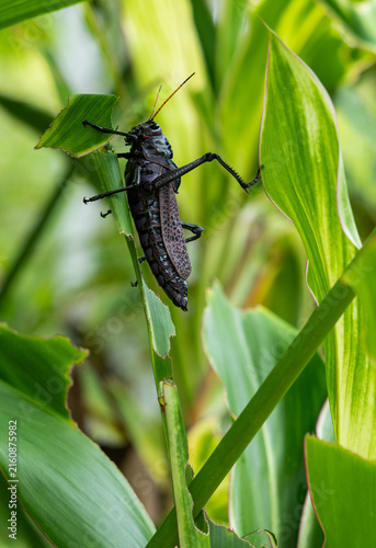 Grasshopper under a chewed leaf in Costa Rica. Insect pest damage