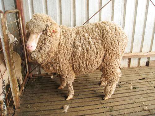 Фотография Thick-Wooled Sheep Standing in a Rustic Farm Pen