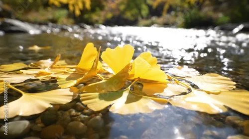 Yellow water lilies floating on a clear river, surrounded by smooth stones and sunlight reflections, creating a peaceful natural aquatic scene