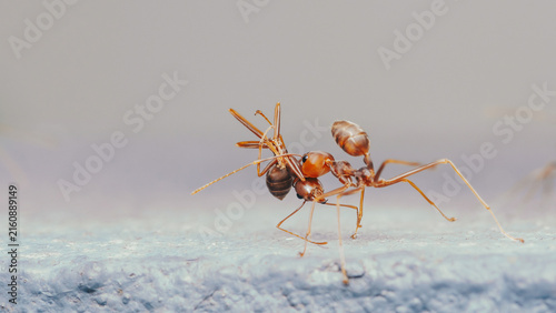 Fotografie Red ant carrying a smaller insect showing strength