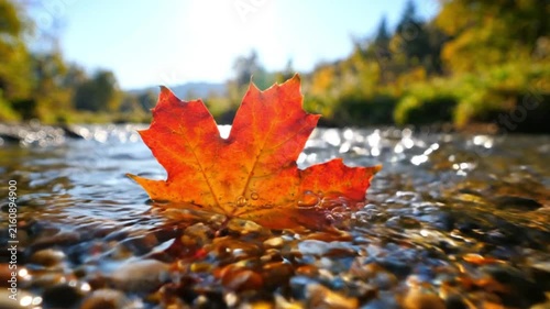 Red maple leaf floating in a shallow river, surrounded by sparkling water and autumn forest, creating a vivid seasonal nature scene
