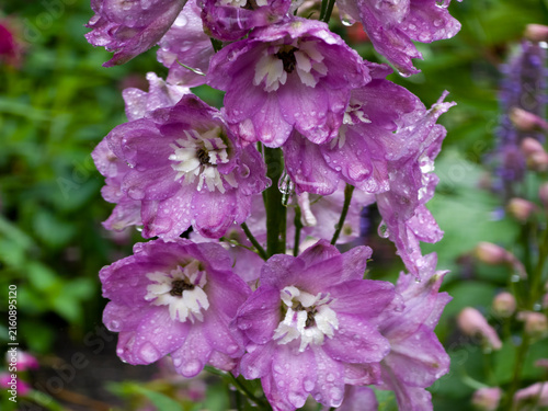 Fotografie Close-up of purple delphinium bell-shaped flowers