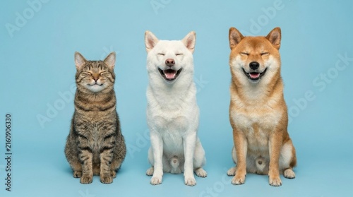 Three happy pets, a cat and two dogs, sitting side by side against a blue background.