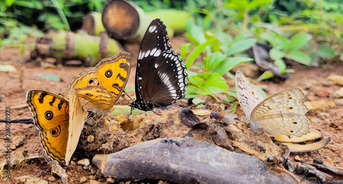 Butterflies life