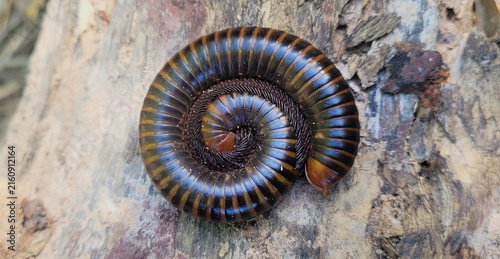 Obraz na płótnie Millipede
