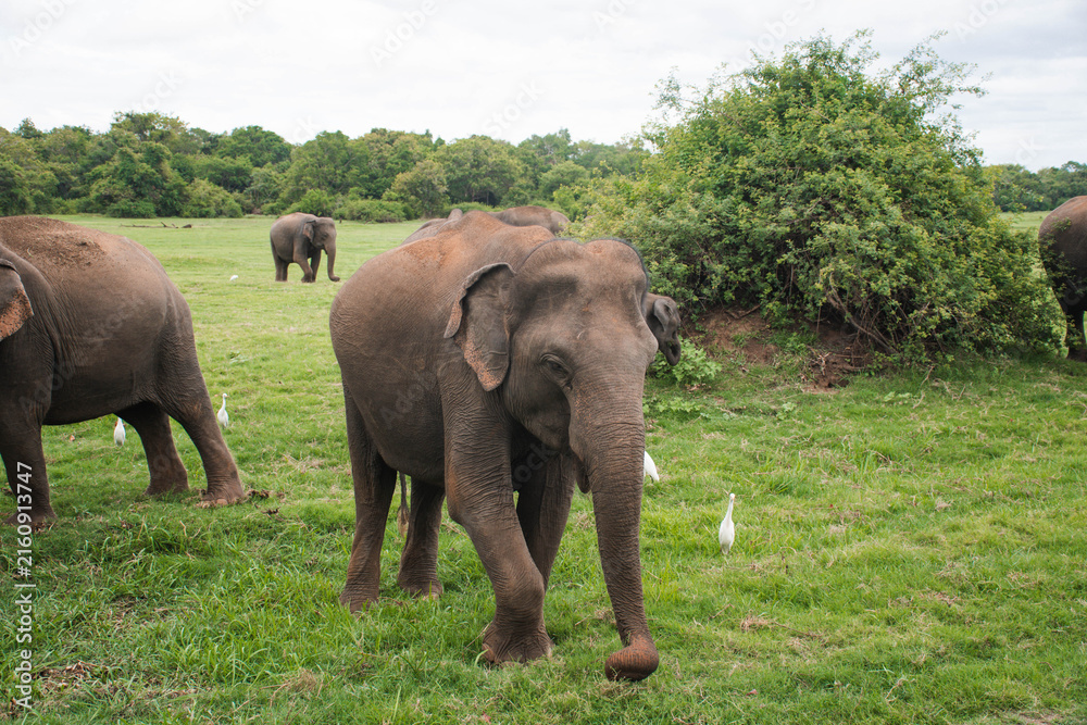 Obraz premium Asian Elephant in Sri Lanka