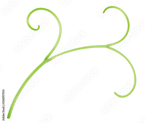 Obraz na płótnie Grape tendrils isolated on white background