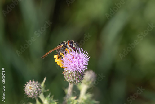Cuadro en lienzo Bio Diversity - Philanthus triangulum - European Beewolf on Thistle Flower