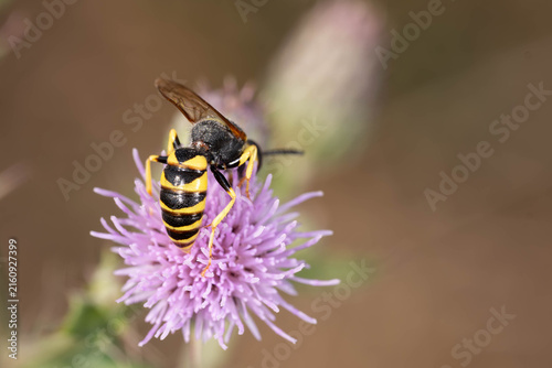 Quadro su tela Bio Diversity - Philanthus triangulum - European Beewolf on Thistle Flower